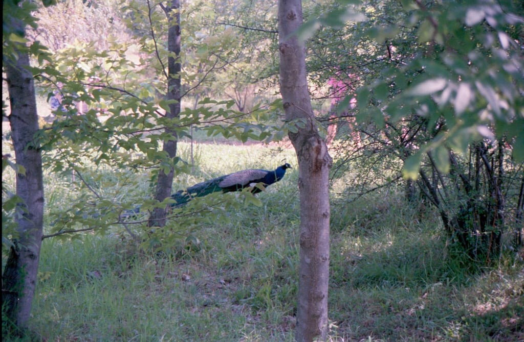 Ferocious man-eating peacock, Sochi, 9 July 1989