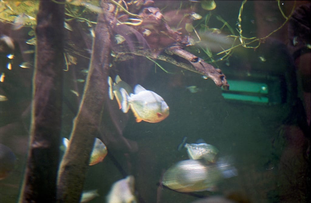 Pirahna! Aquarium of the Americas, New Orleans, Louisiana, 29 April 1996