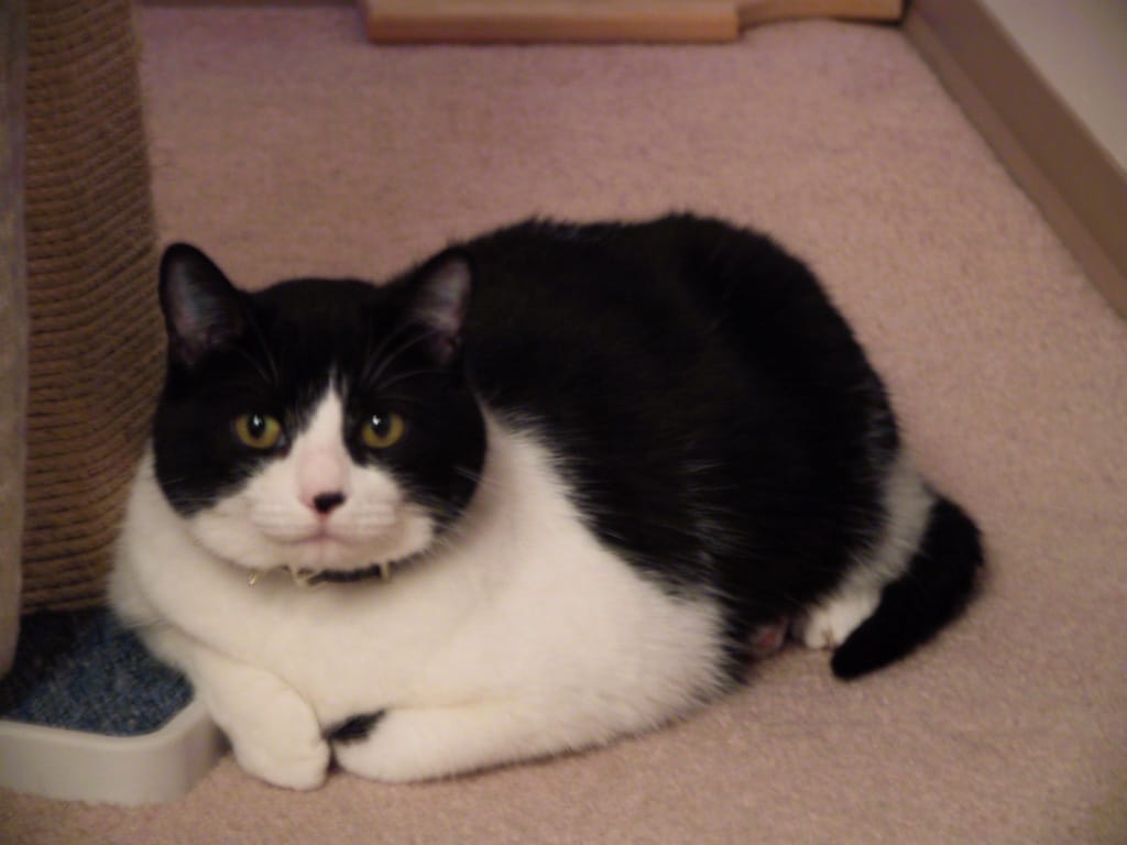 Miao Yin, Calgary, 12 July 2001