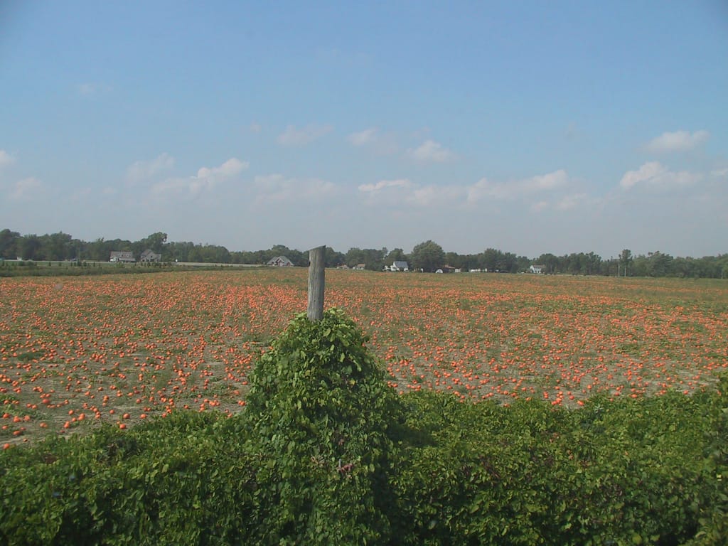 Pumpkin field somewhere in southern Ontario, 19 September 2002