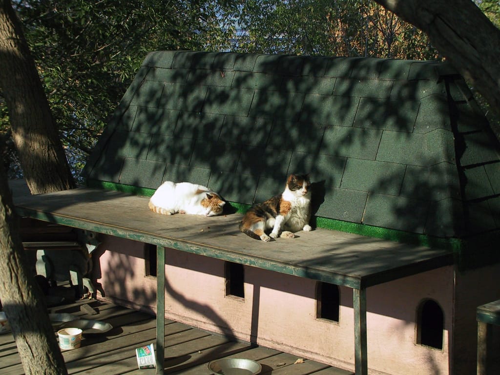 Stray Cats of the Hill, Parliament Hill, Ottawa, Ontario, 26 September 2002