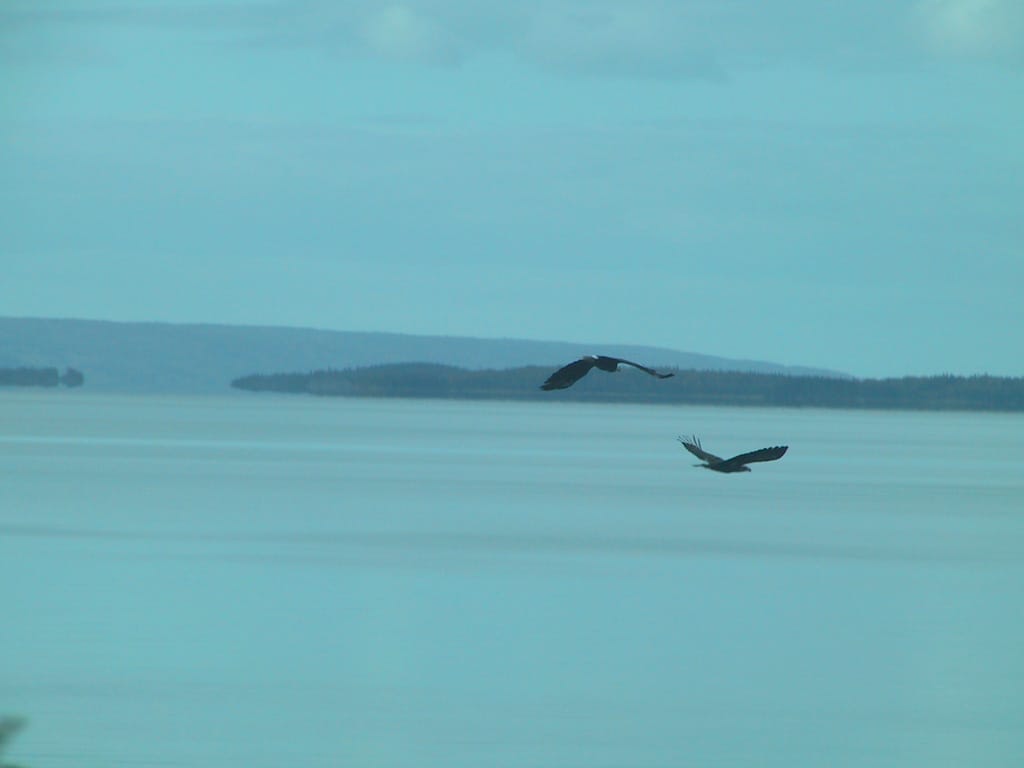 Eagles chase the Bras D'Or, Nova Scotia, 9 October 2002
