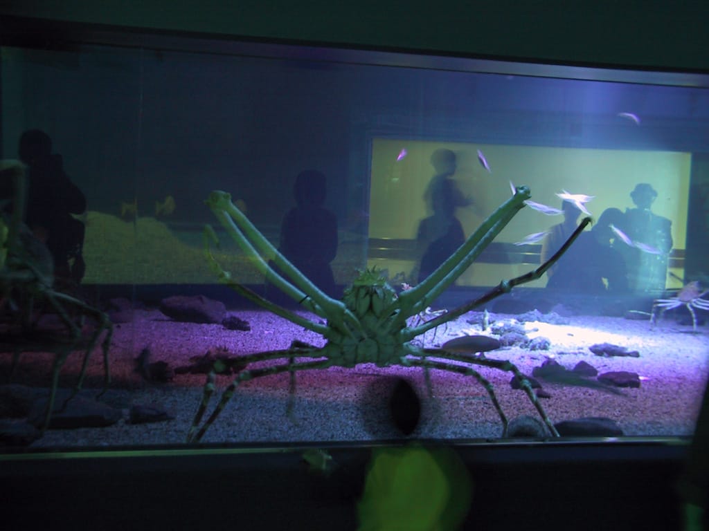Deep sea crab, Osaka Aquarium, Japan, 2 April 2004