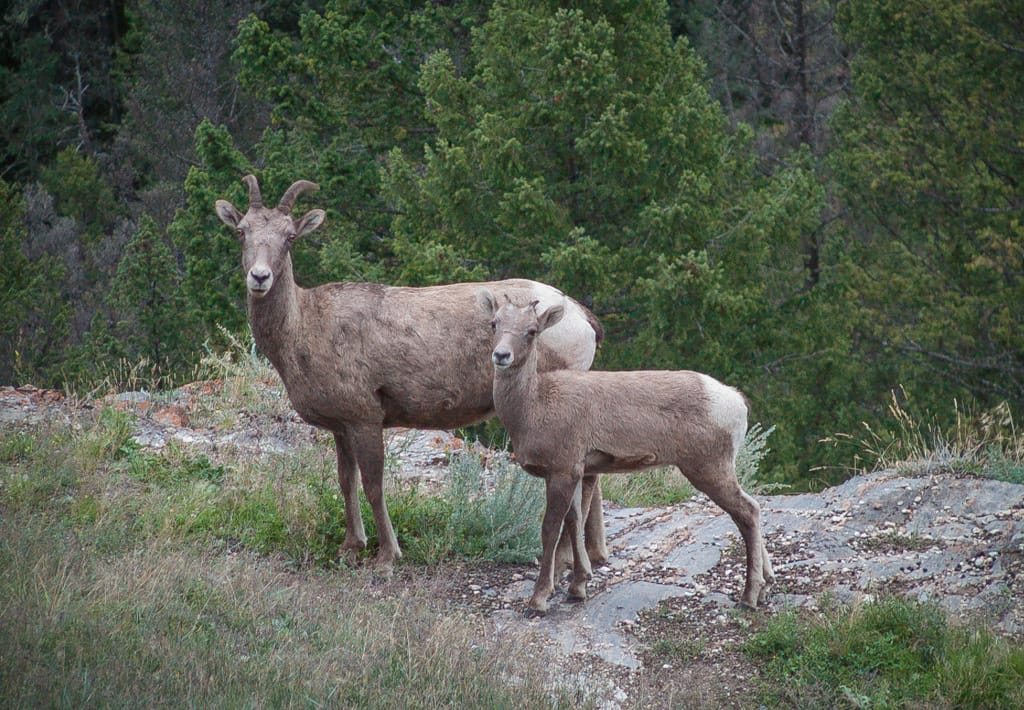 Mountain goats, Radium, British Columbia, 2 September 2004
