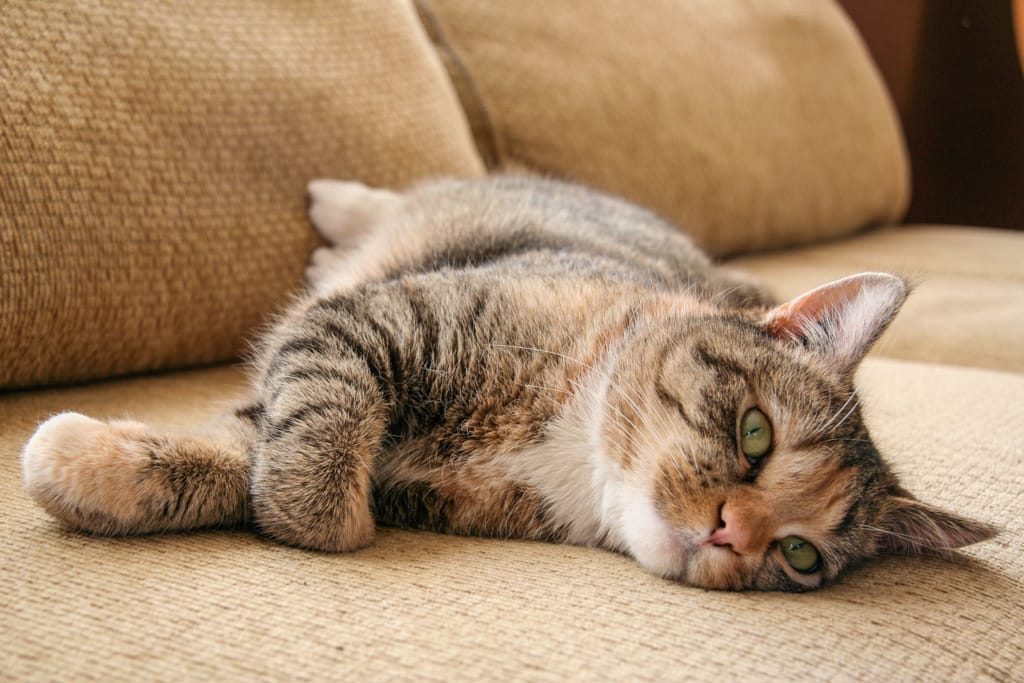 Asia the kitten, Calgary, Alberta, 16 February 2006