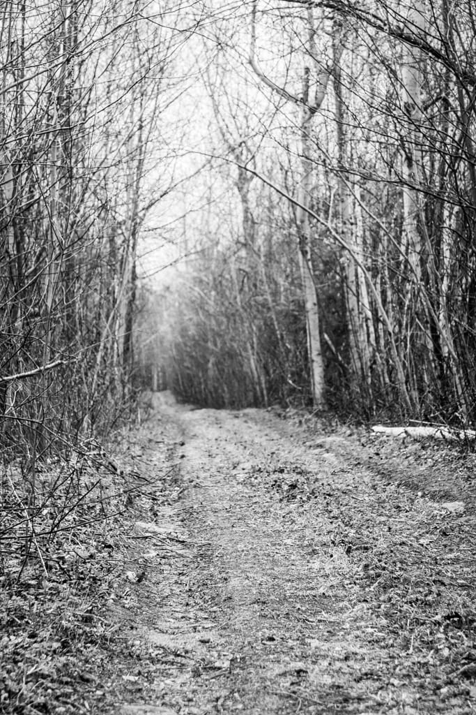 Forest lane, Franklin, Quebec, 22 April 2006