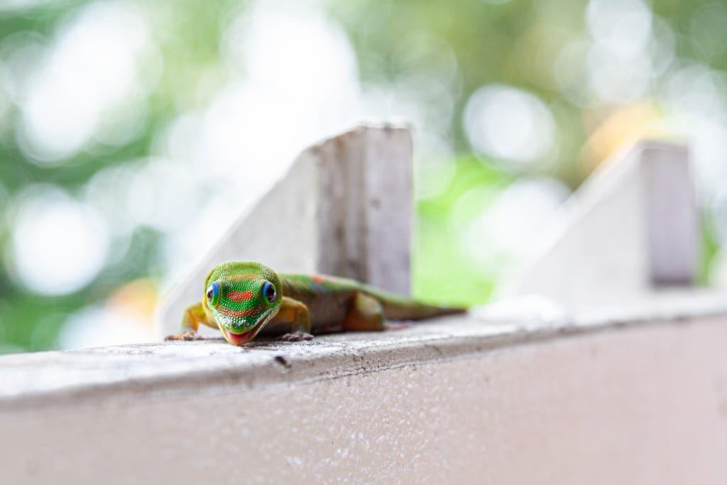 Gecko at The Coffee Shack, Captain Cook, Hawaii, 29 March 2007