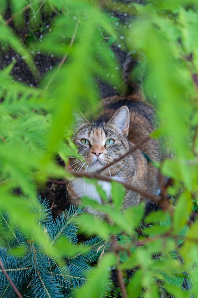 Asia the cat, Westgate, Calgary, Alberta, 14 July 2007