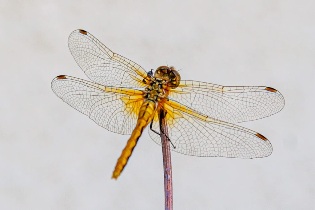 Dragonfly, Westgate, Calgary, Alberta, 14 July 2007