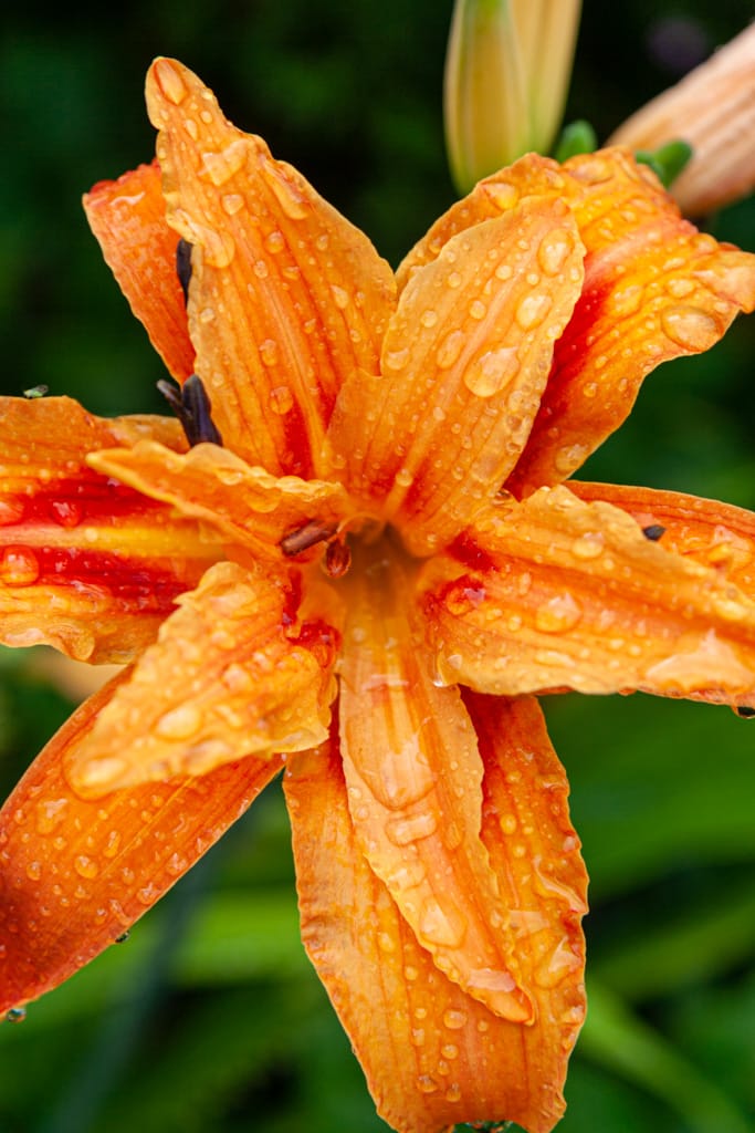 Tiger lily, Ruskin, Maple Ridge, British Columbia, 20 July 2007