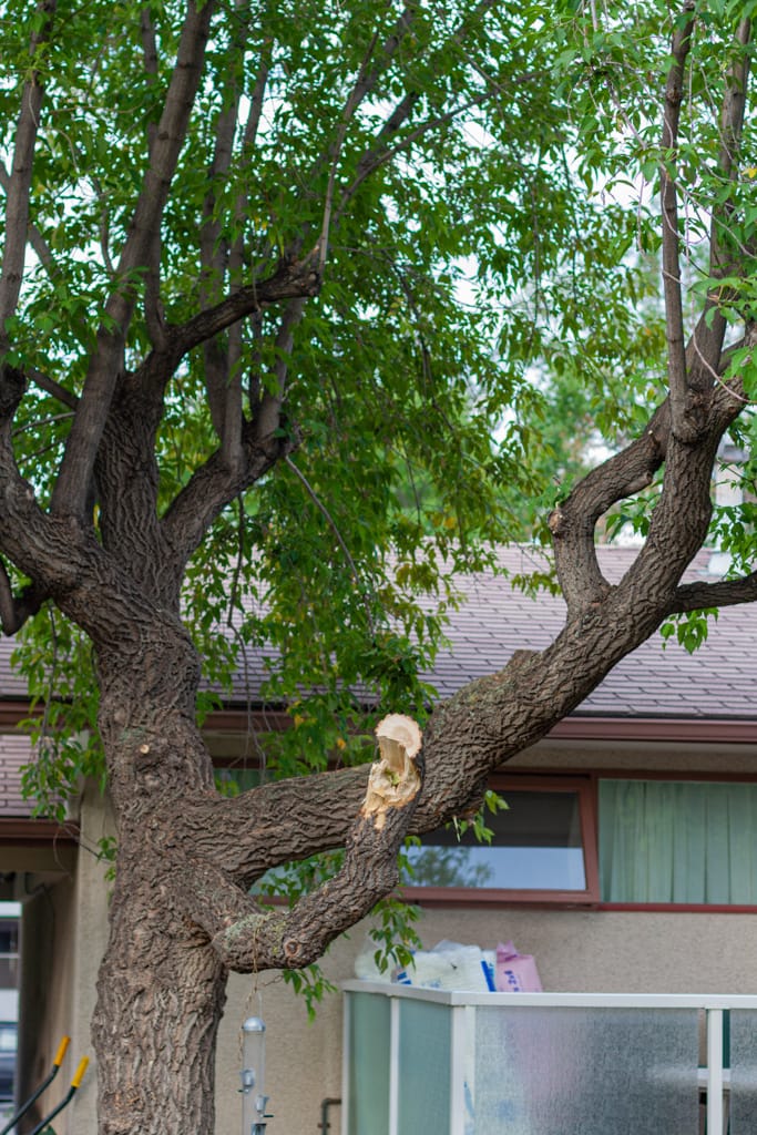 Manitoba Maple, Westgate, Calgary, Alberta, 12 August 2007