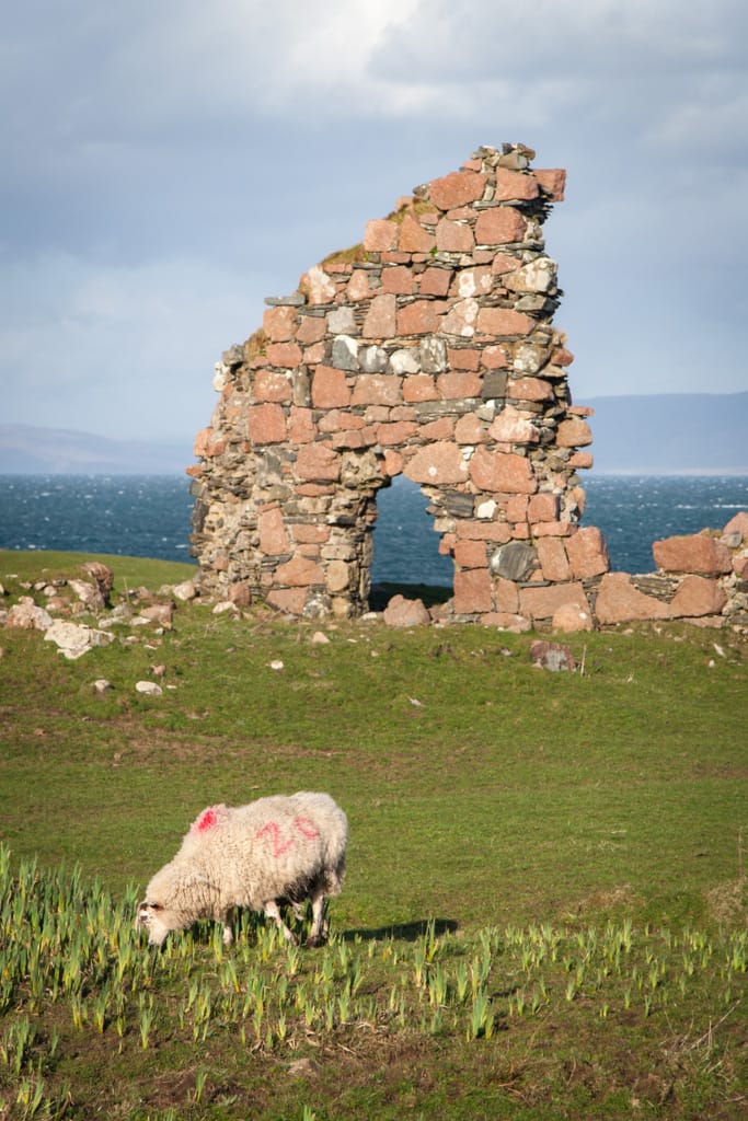 Iona sheep, Scotland, 5 April 2008