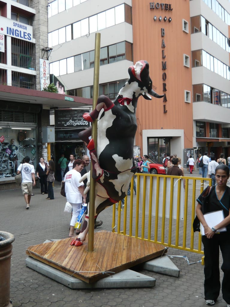 Cows in San José, Costa Rica, 28 June 2008