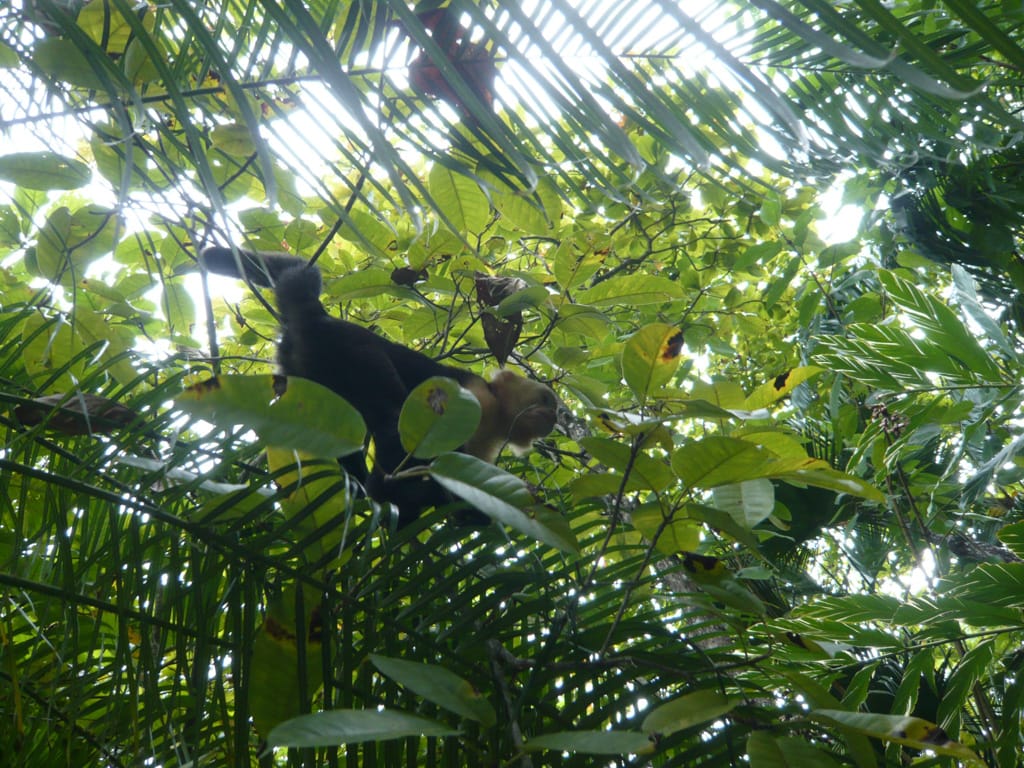 Capuchin at Ylang Ylang, Puntarenas, Costa Rica, 16 August 2008