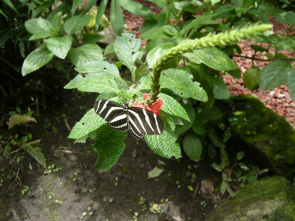Heliconius charithonia, Spirogyra Mariposa Jardín, San José, Costa Rica, 6 September 2008