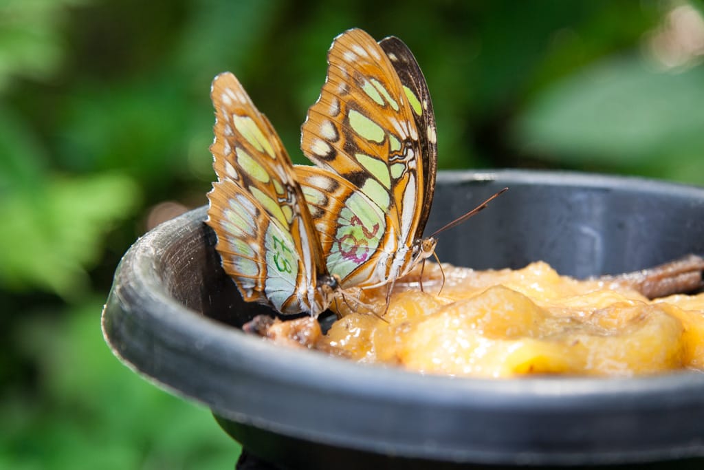 Siproeta stelenes, Butterfly Conservatory, Alajuela, Costa Rica, 14 September 2008