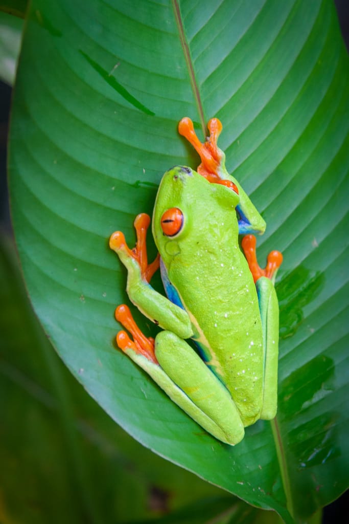 Agalychnis callidryas (Red Eyed Tree Frog), Butterfly Conservatory, Alajuela, Costa Rica, 14 September 2008