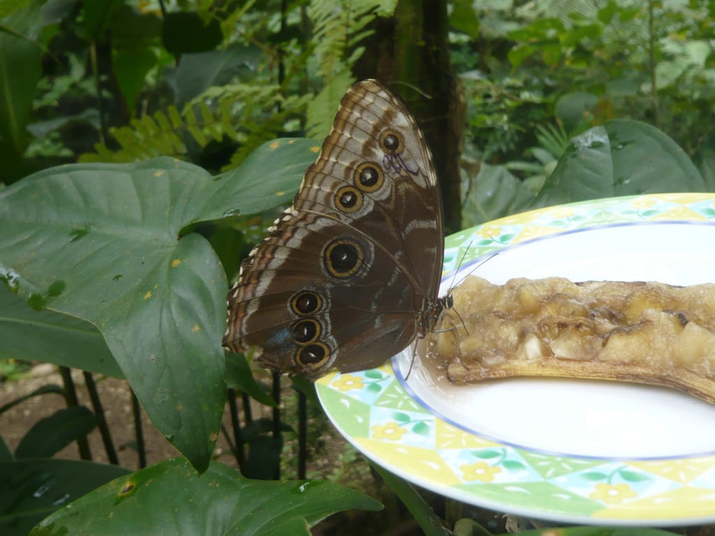 Morpho menelaus (Blue Morpho), Butterfly Conservatory, Arenal, Alajuela, Costa Rica, 17 July 2008