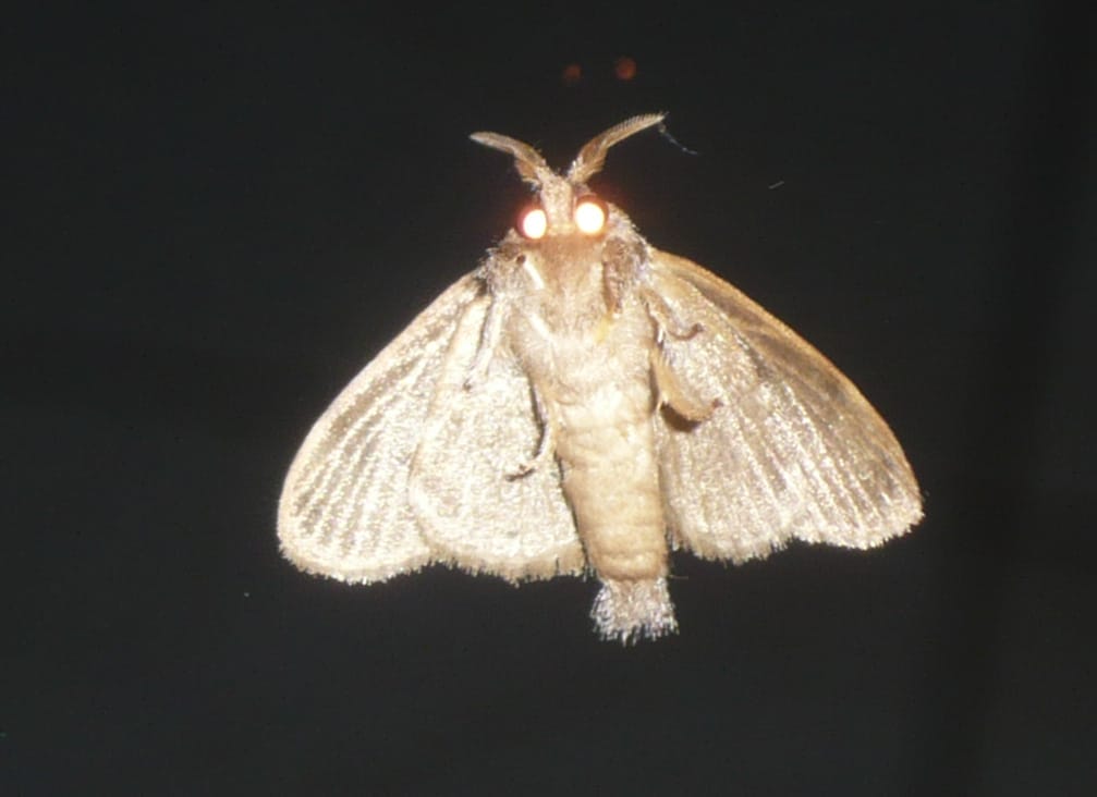 MOTHRA!, Arenal Paraiso, Alajuela, Costa Rica, 17 July 2008