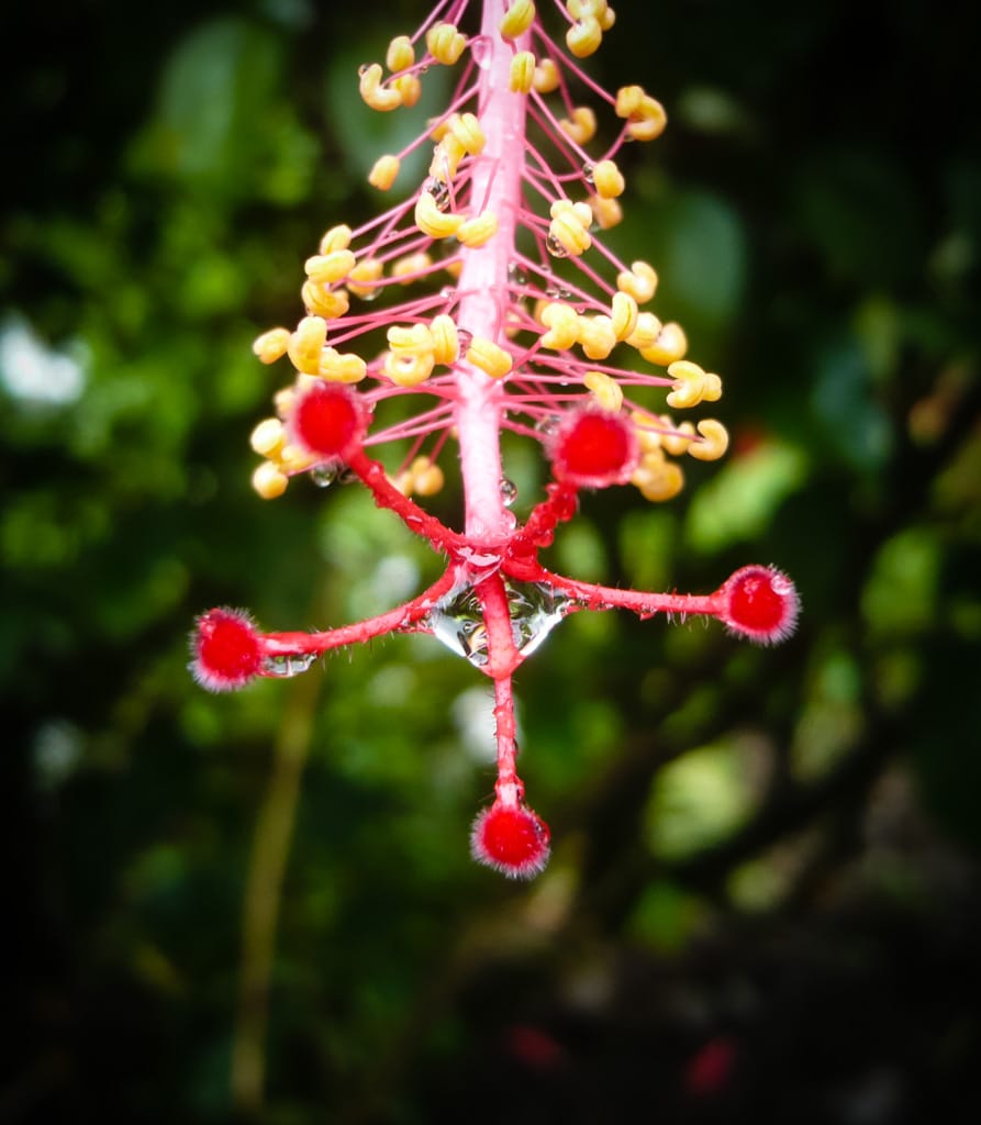 Hibiscus, Playa Chiquita, Limón, Costa Rica, 14 October 2009