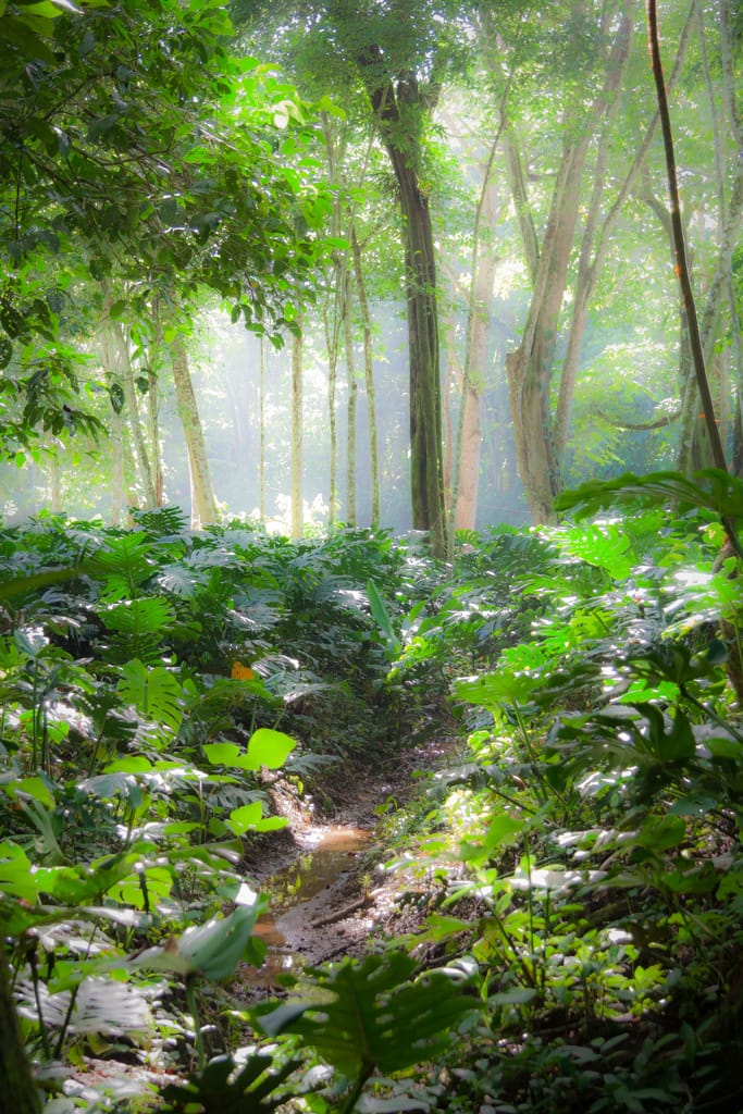 The forest in Playa Chiquita, Puerto Viejo, Limón, Costa Rica, 15 October 2009