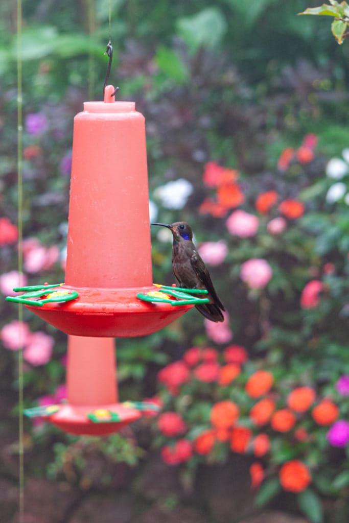 Hummingbird, La Paz Waterfall Gardens, Alajuela, Costa Rica, 31 October 2009