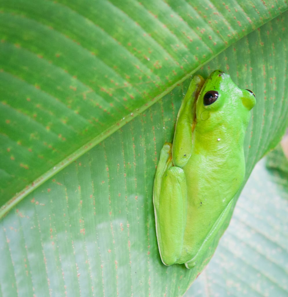 Tree frog (not red-eyed), La Paz Waterfall Gardens, Alajuela, Costa Rica, 31 October 2009