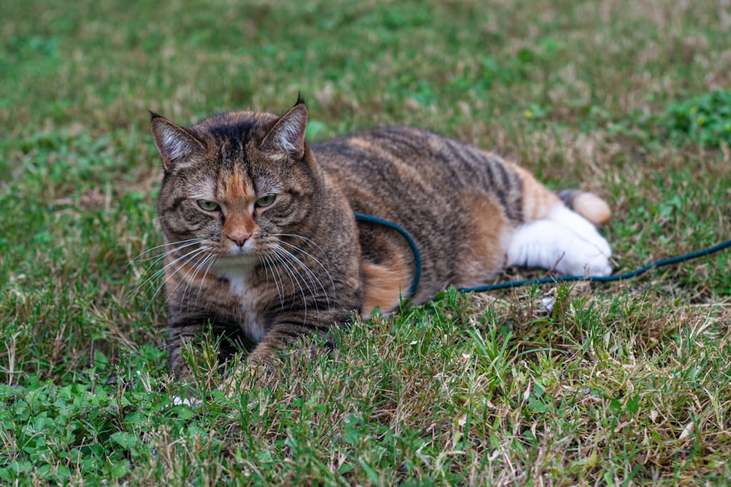 Asia in the pet relief area, Houston International Aiport, Texas, United States, 8 December 2009