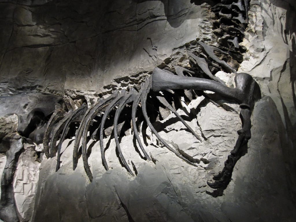T-Rex, Royal Tyrell Museum, Drumheller, Alberta, 23 May 2010