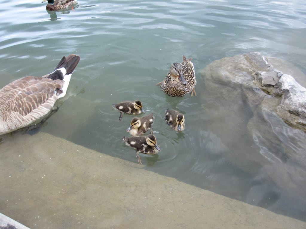 Ducks at Eau Claire, Calgary, Alberta, 4 July 2010