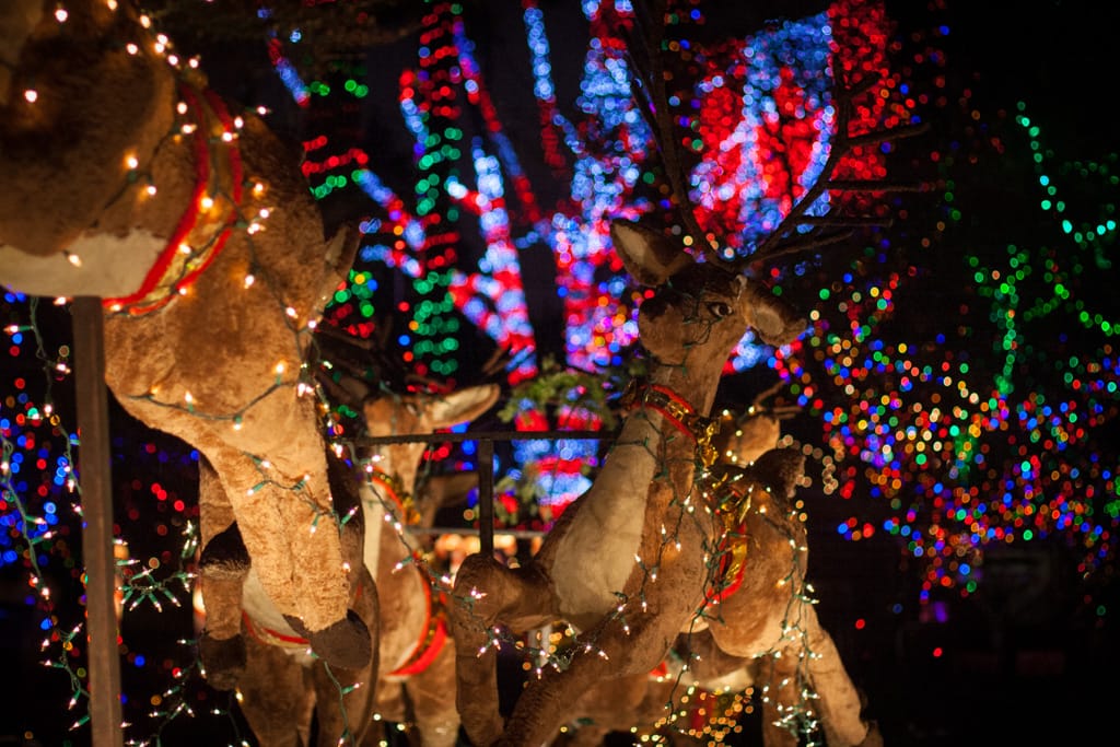 Reindeer, Stanley Park, Vancouver, British Columbia, 23 December 2010