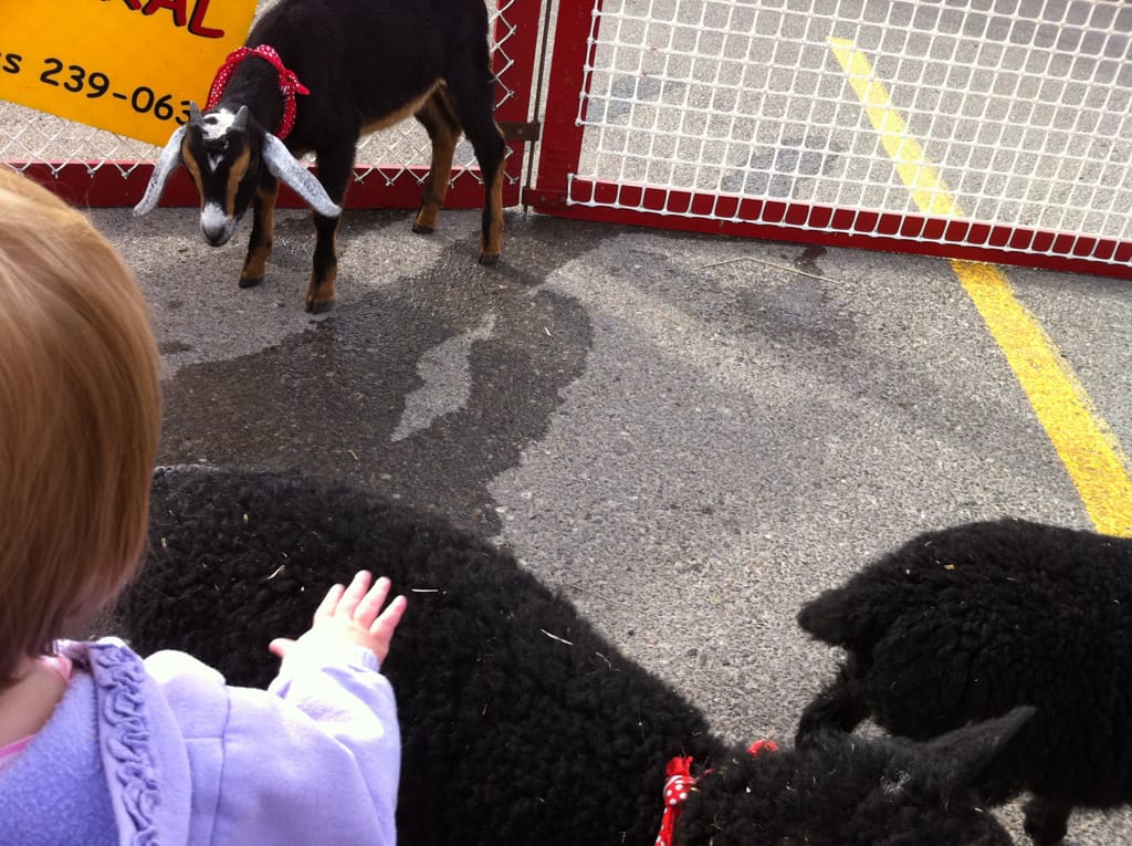 Choo Choo meets her first sheep, West Market Square, Calgary, Alberta, 9 July 2011