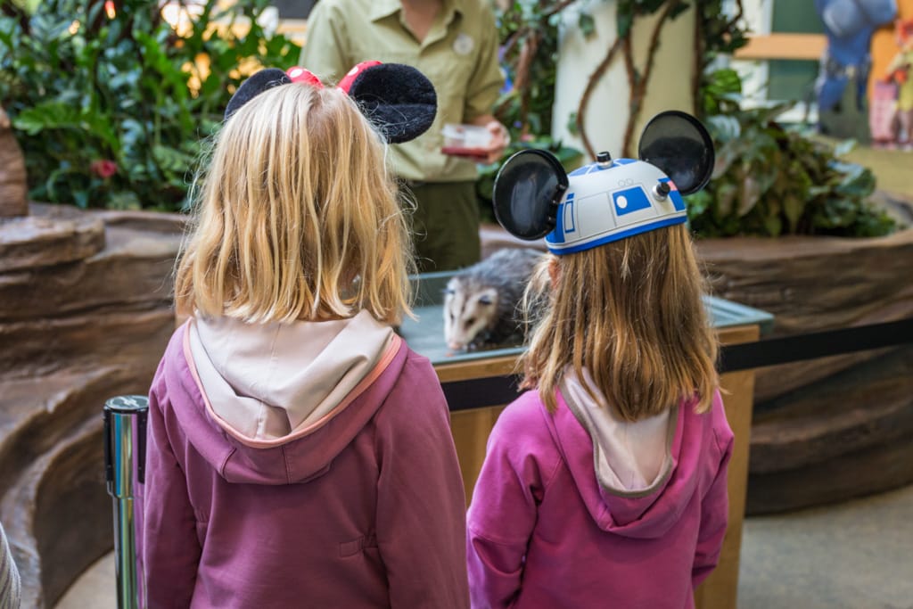 Staring at an opossum at Animal Kingdom, Walt Disney World, Orlando, Florida, 22 December 2016