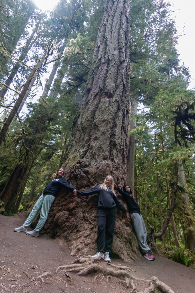 Yes, the trees are big