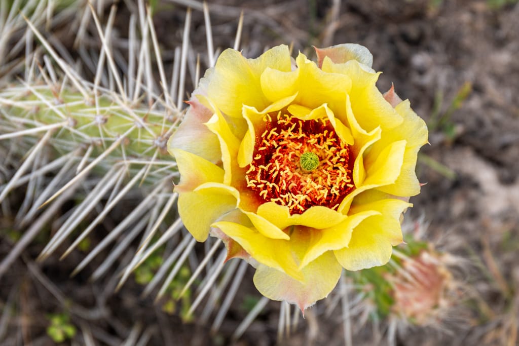 Prickly Pear Cactus Flower